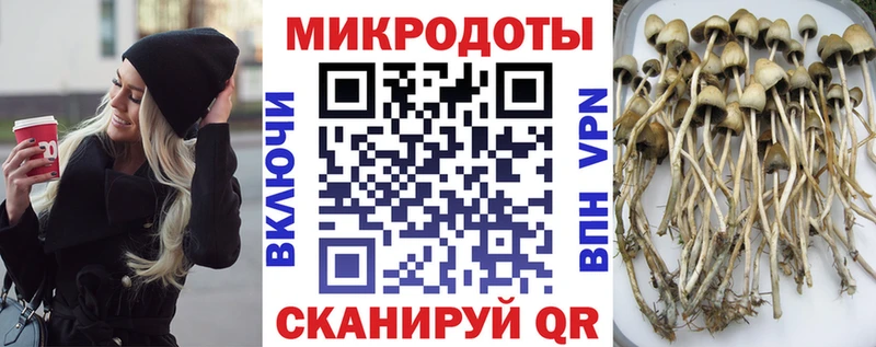 Псилоцибиновые грибы Psilocybe наркотики Лысково